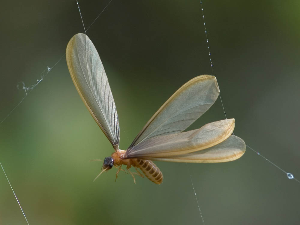 Isoptera